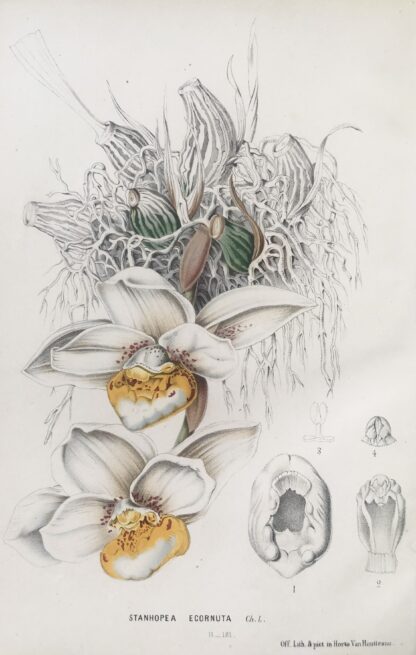 Botanisk plansch i original ur Flore des serres et des jardins de l’Europe: STANHOPEA ECORNUTA