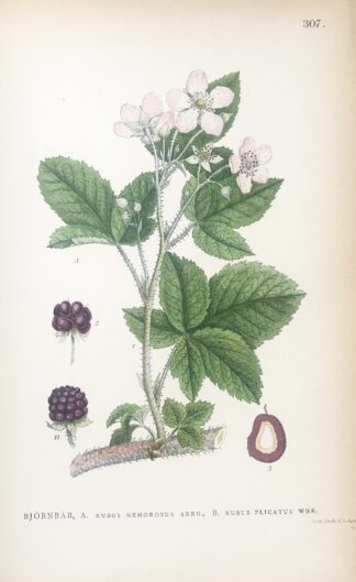 Botanisk plansch: BJÖRNBÄR, Rubus subg. Rubus sect. Nordens Flora 1905 nr. 307