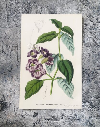 Botanisk plansch i original ur Flore des serres et des jardins de l’Europe: ASYSTASIA COROMANDELIANA