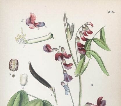 Botanisk plansch: VÅRÄRT, Lathyrus vernus & GÖKÄRT, L. tuberosus Nordens Flora 1905 nr. 315