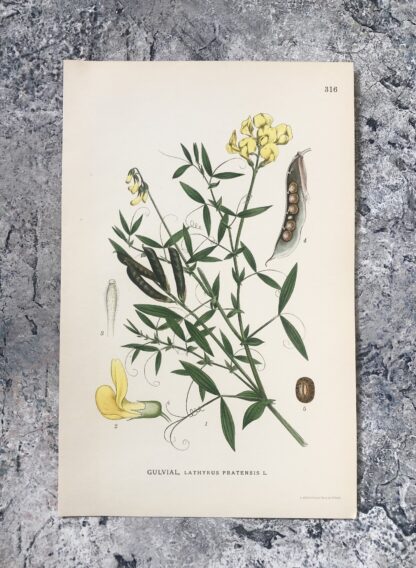 Botanisk plansch: GULVIAL, Lathyrus pratensis Nordens Flora 1922 nr. 316
