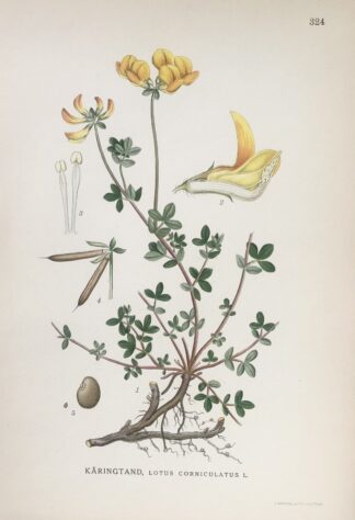 Botanisk plansch: KÄRINGTAND, Lotus corniculatus Nordens Flora 1922 nr. 324