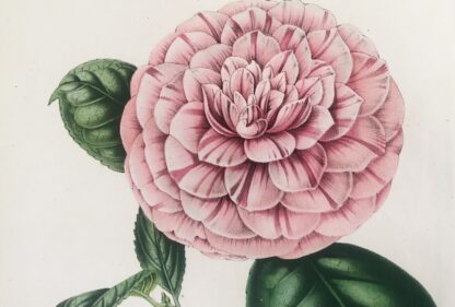 Botanisk plansch i original ur Flore des serres et des jardins de l’Europe: COMTE DE PARIS