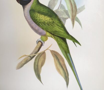 Plansch med exotisk fågel av John Gould Lord Derby's parakeet DERBYPARAKIT, Psittacula derbiana