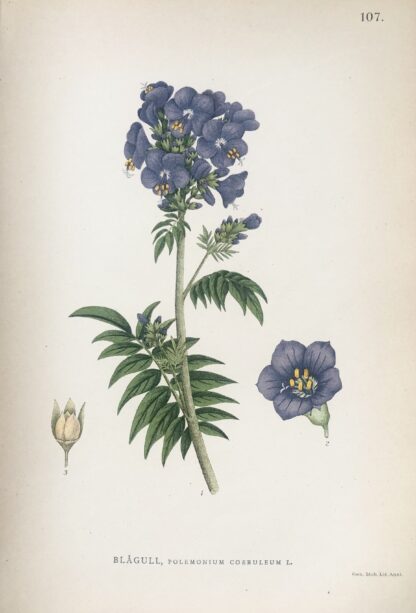 Botanisk plansch: BLÅGULL, Jacob's ladder - Polemonium caeruleum Nordens Flora 1905 nr. 107