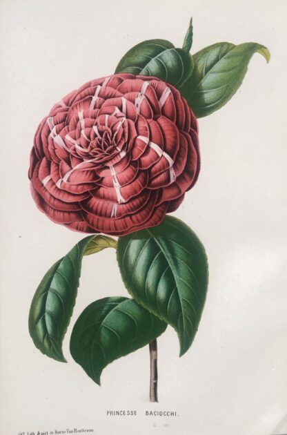 Botanisk plansch i original ur Flore des serres et des jardins de l’Europe: PRINCESSE BACIOCCHI