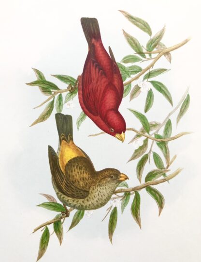 Plansch med exotisk fågel av John Gould Scarlet Finch SCHARLAKANROSENFINK, Carpodacus sipahi