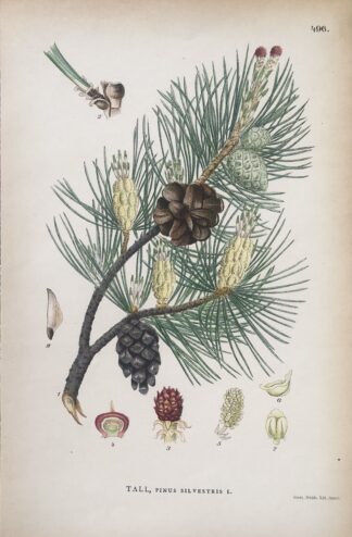 Botanisk plansch: TALL, Pinus sylvestris Nordens Flora 1905 nr. 496