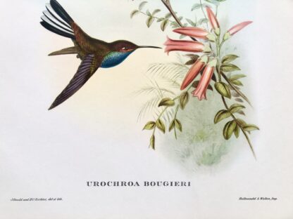 Plansch med exotisk fågel av John Gould Rufous-gaped Hillstar BOUGERS KOLIBRI, Urochroa bougueri