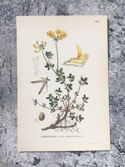 Botanisk plansch: KÄRINGTAND, Lotus corniculatus Nordens Flora 1922 nr. 324