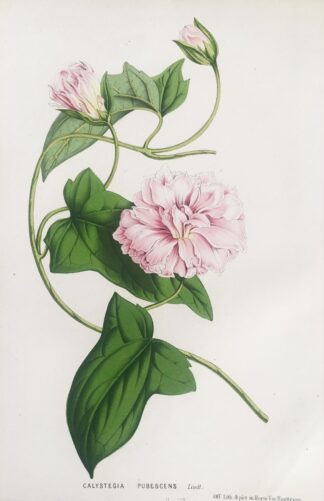 Botanisk plansch i original ur Flore des serres et des jardins de l’Europe: CALYSTEGIA PUBESCENS