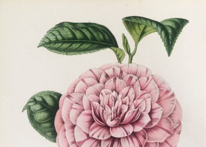 Botanisk plansch i original ur Flore des serres et des jardins de l’Europe: COMTE DE PARIS