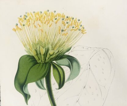Botanisk plansch i original ur Flore des serres et des jardins de l’Europe: LEIANTHUS UMBELLATUS