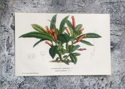 Botanisk plansch i original ur Flore des serres et des jardins de l’Europe: GESNERIA LIBANESIS