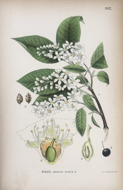 Botanisk plansch: HÄGG, Prunus padus Nordens Flora 1905 nr. 312