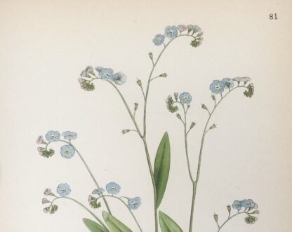 Botanisk plansch: ÄKTA FÖRGÄTMIGEJ, Myosotis scorpioides Nordens Flora 1922 nr. 81