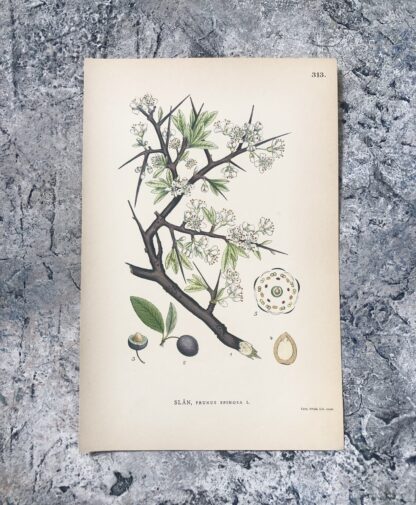 Botanisk plansch: SLÅN, Prunus spinosa Nordens Flora 1905 nr. 313