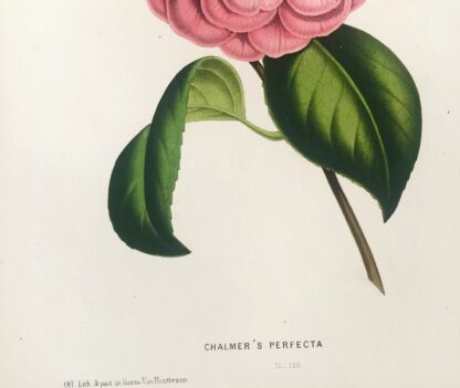 Botanisk plansch i original ur Flore des serres et des jardins de l’Europe: CHALMER´S PERFECTA