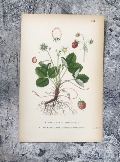 Botanisk plansch: SMULTRON, Fragaria vesca & BACKSMULTRON, F. viridis Nordens Flora 1905 nr. 301