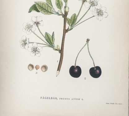 Botanisk plansch: SÖTKÖRSBÄR, Prunus avium Nordens Flora 1905 nr. 314