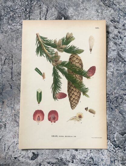 Botanisk plansch: GRAN, Picea abies Nordens Flora 1905 nr. 495