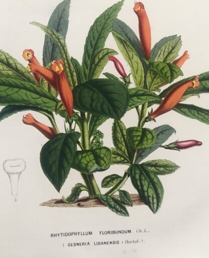 Botanisk plansch i original ur Flore des serres et des jardins de l’Europe: GESNERIA LIBANESIS