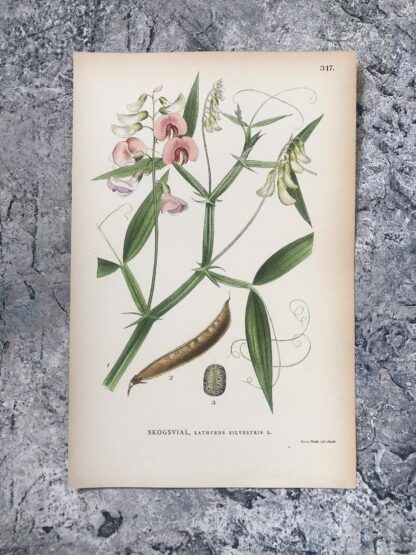 Botanisk plansch: BACKVIAL, Lathyrus sylvestris Nordens Flora 1905 nr. 317
