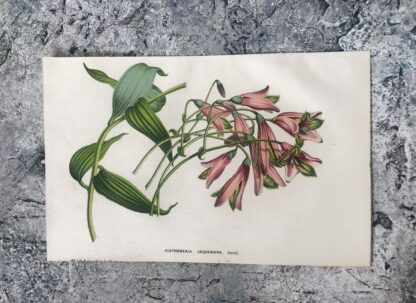 Botanisk plansch i original ur Flore des serres et des jardins de l’Europe: ALSTROEMERIA JACQUESIANA