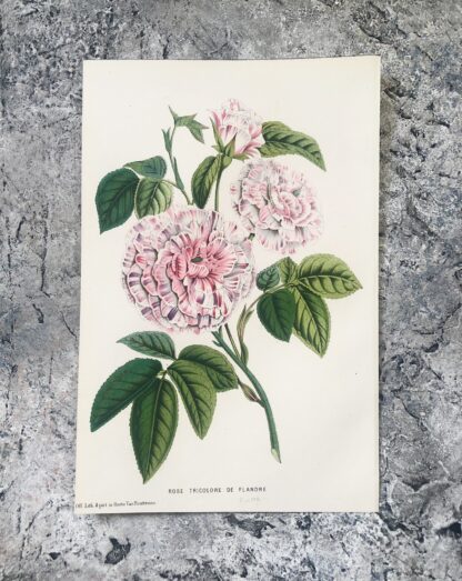 Botanisk plansch i original ur Flore des serres et des jardins de l’Europe: ROSE TRICOLORE DE FLRANDRE