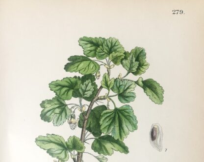 Botanisk plansch: KRUSBÄR, Ribes grossularia Nordens Flora 1905 nr. 279