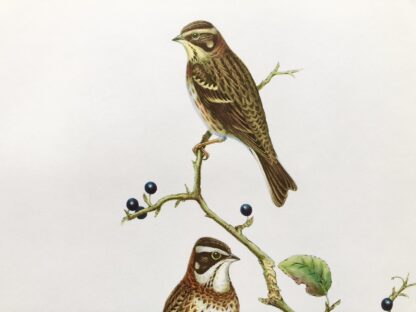 Plansch med exotisk fågel av John Gould VIDESPARV, Emberiza rustica