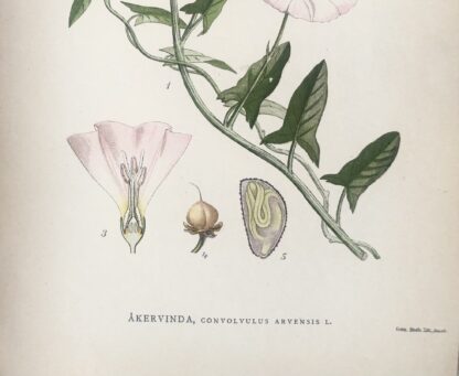 Botanisk plansch: ÅKERVINDA, Convolvulus arvensis Nordens Flora 1905 nr. 104