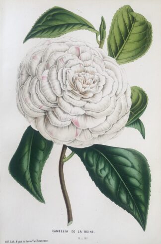 Botanisk plansch i original ur Flore des serres et des jardins de l’Europe: CAMELLIA DE LA REINE