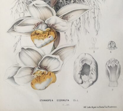 Botanisk plansch i original ur Flore des serres et des jardins de l’Europe: STANHOPEA ECORNUTA