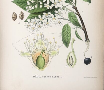 Botanisk plansch: HÄGG, Prunus padus Nordens Flora 1905 nr. 312