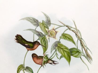 Plansch med exotisk fågel av John Gould Buffy Hummingbird OCKRABRÖSTAD KOLIBRI, Leucippus fallax