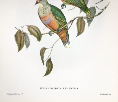 Plansch med exotisk fågel av John Gould Rose-crowned fruit dove ROSENKRONAD FRUKTDUVA, Ptilinopus regina