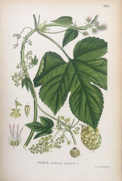 Botanisk plansch: HUMLE, Humulus lupulus Nordens Flora 1905 nr.365