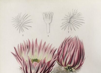 Botanisk plansch i original ur Flore des serres et des jardins de l’Europe: Echinatocactus pectiniferus