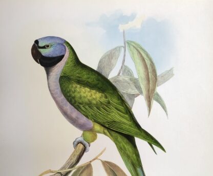 Plansch med exotisk fågel av John Gould Lord Derby's parakeet DERBYPARAKIT, Psittacula derbiana