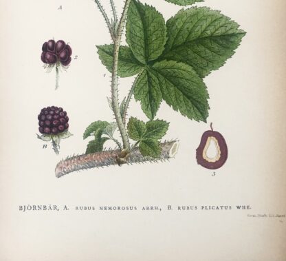 Botanisk plansch: BJÖRNBÄR, Rubus subg. Rubus sect. Nordens Flora 1905 nr. 307