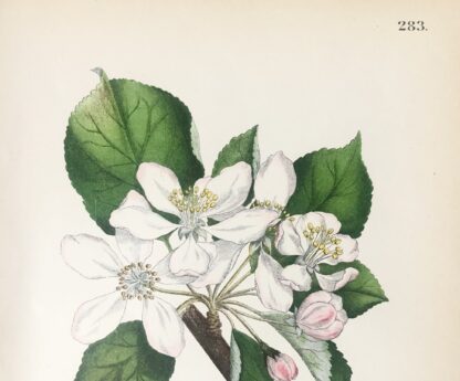 Botanisk plansch: VILDAPEL, Pyrus malus Nordens Flora 1905 nr.283