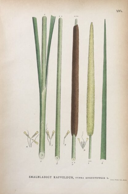 Botanisk plansch: SMALKAVELDUN, Typha angustifolia Nordens Flora 1905 nr. 494