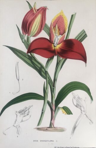 Botanisk plansch i original ur Flore des serres et des jardins de l’Europe: DISA GRANDIFLORA