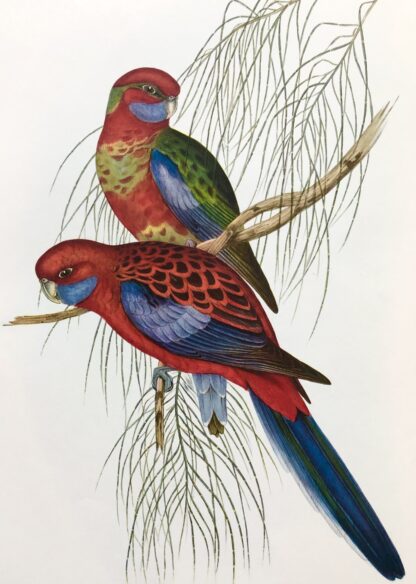 Plansch med exotisk fågel av John Gould Crimson Rosella BLÅKINDAD ROSELLA, Platycercus elegans
