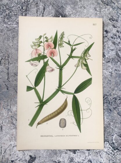 Botanisk plansch: BACKVIAL, Lathyrus sylvestris Nordens Flora 1922 nr. 317