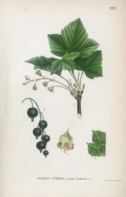 Botanisk plansch: SVARTA VINBÄR, Ribes nigrum Nordens Flora 1905 nr. 281
