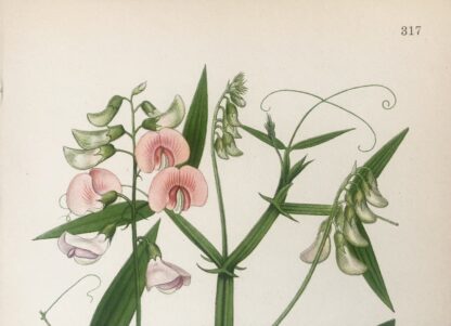 Botanisk plansch: BACKVIAL, Lathyrus sylvestris Nordens Flora 1922 nr. 317