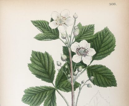 Botanisk plansch: BLÅHALLON, Rubus caesius Nordens Flora 1905 nr. 308