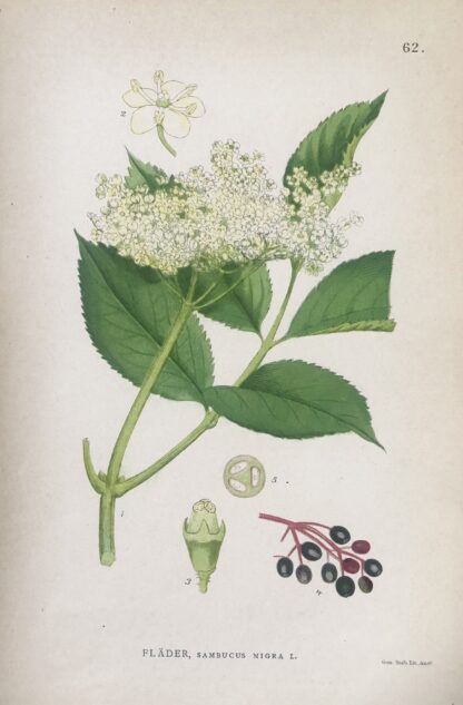 Botanisk plansch: FLÄDER, Sambucus nigra Nordens Flora 1905 nr. 62